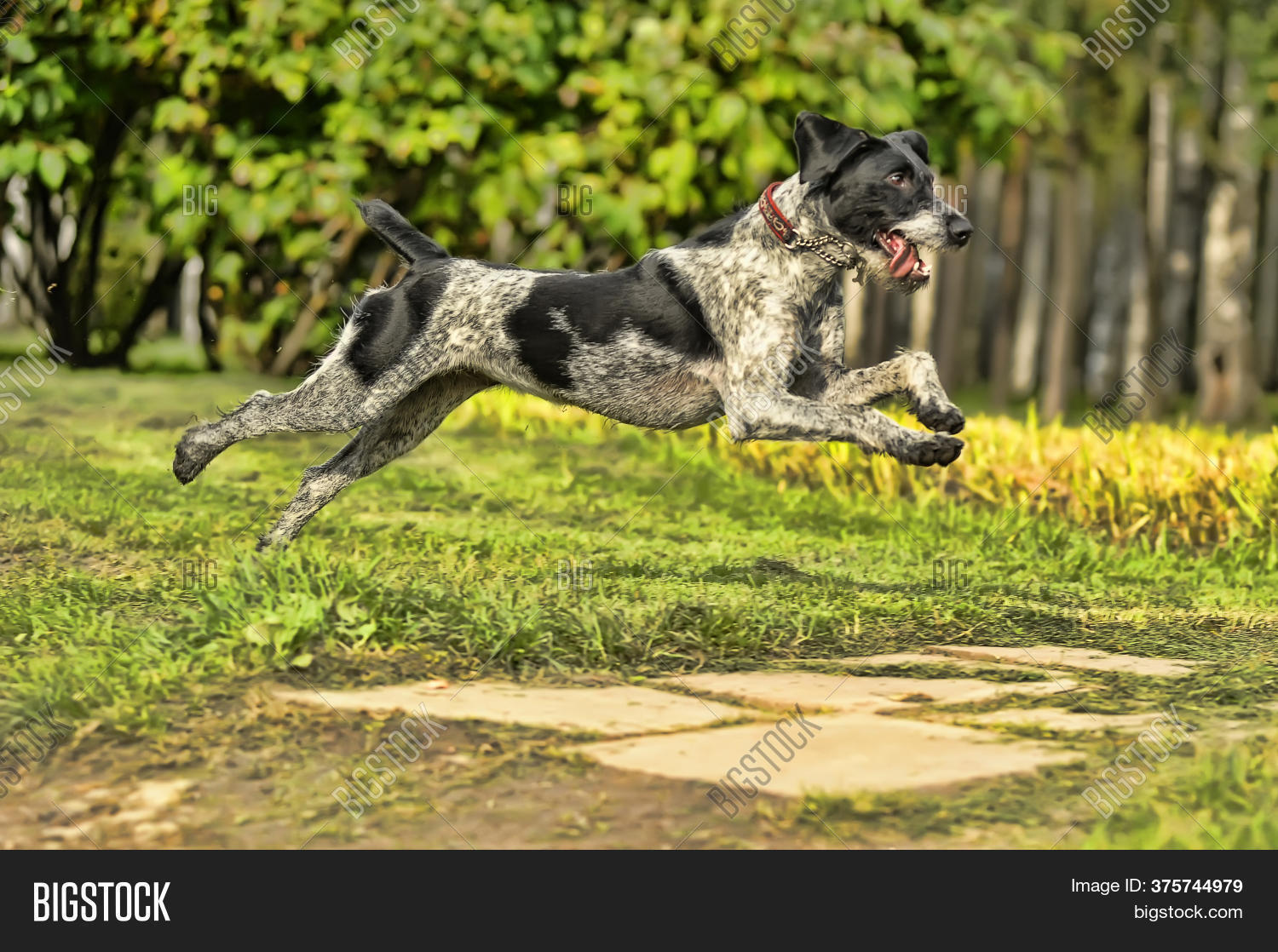 Running Drahthaar Image & Photo (Free Trial) | Bigstock