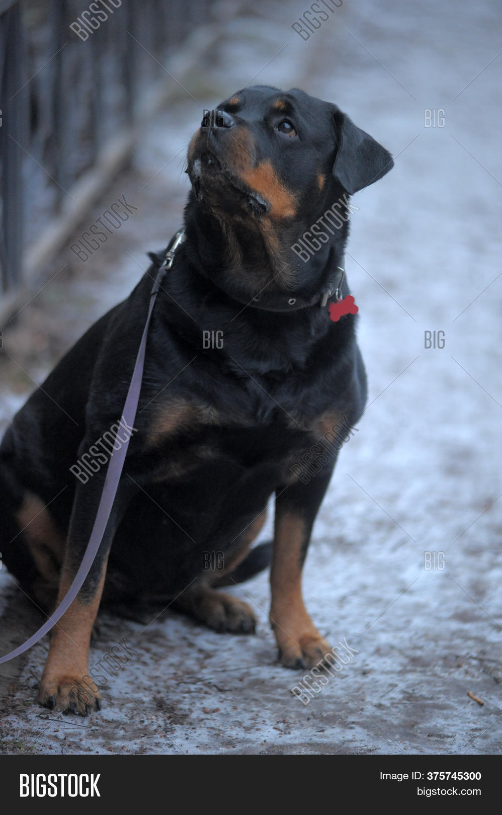 Rottweiler On Winter Image & Photo (Free Trial) Bigstock