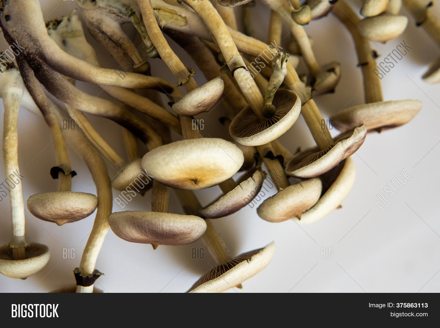 Psilocybin Cubensis Image & Photo (Free Trial) | Bigstock