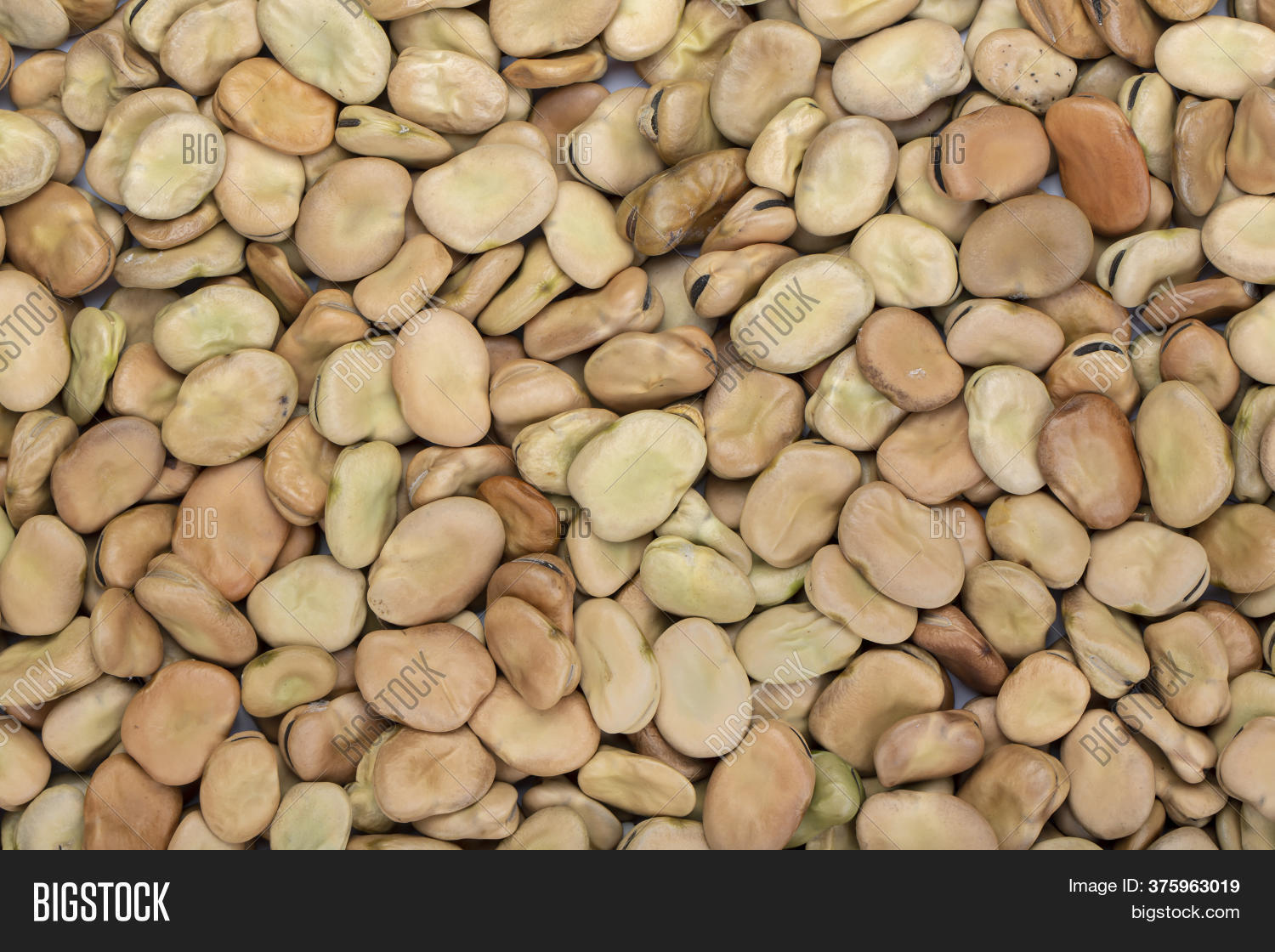 Raw Dry Broad Beans Image & Photo (Free Trial) Bigstock