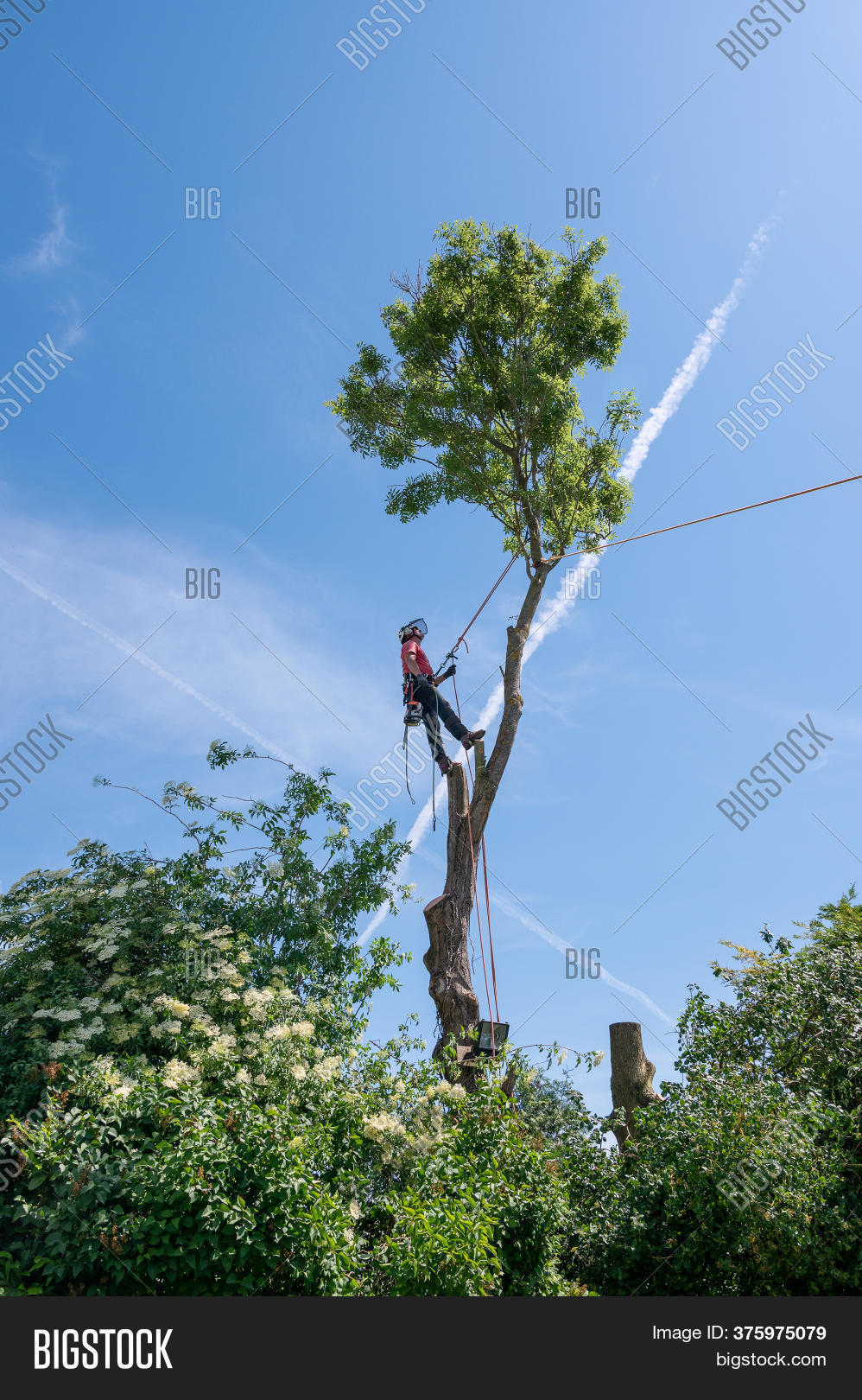 Tree Surgeon Arborist Image & Photo (Free Trial) Bigstock