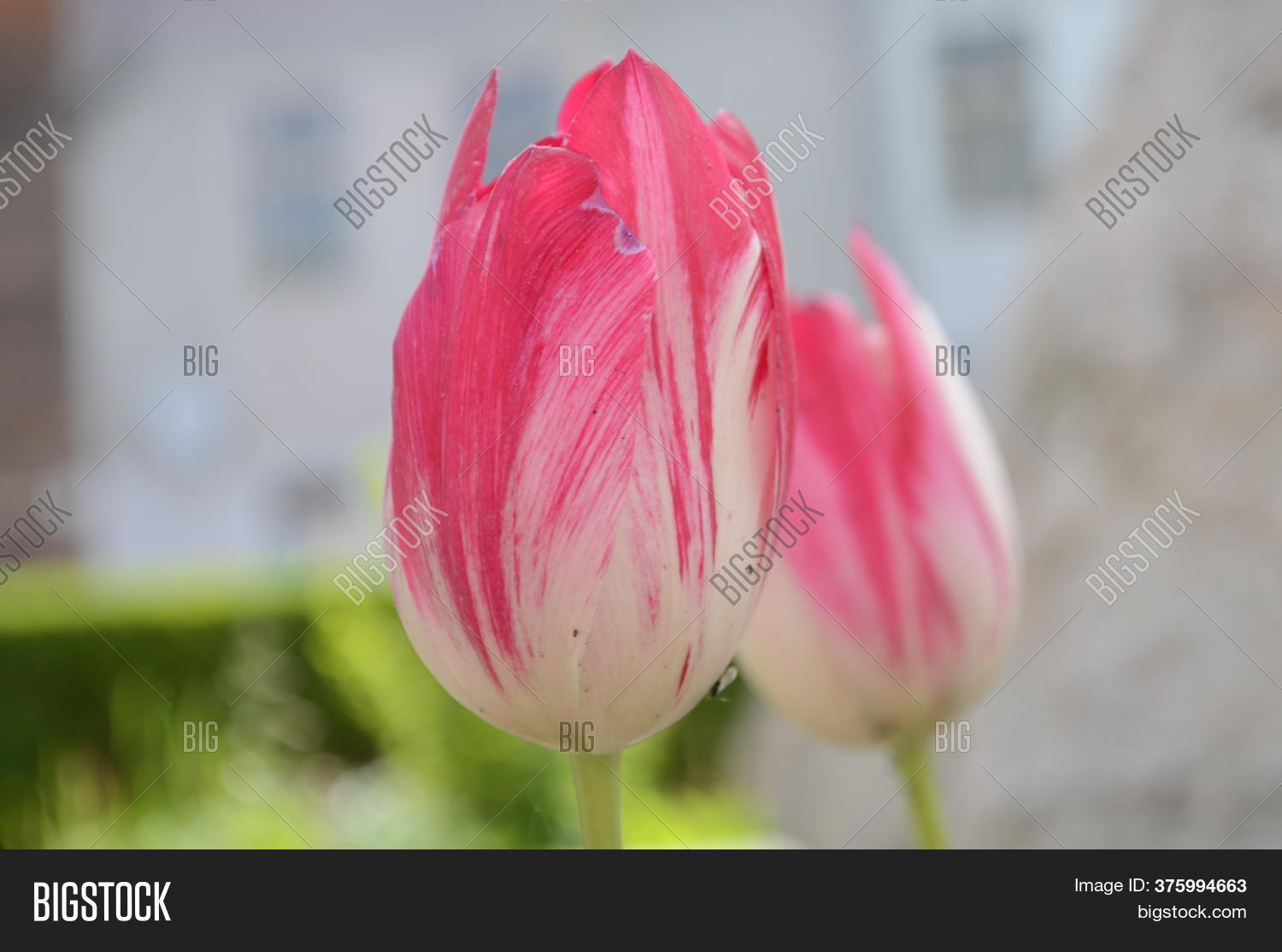 off white pink tulip
