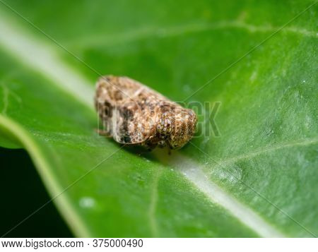 Macro Photography Of Planthopper On Green Leaf