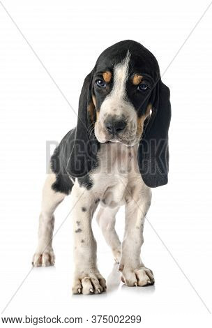 Puppy Bernese Schweizer Laufhund In Front Of White Background