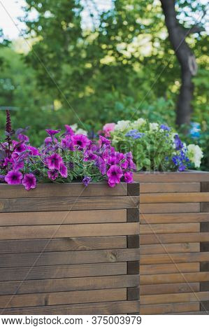Petunia, Amaranth, Ageratum And Lobelia Flowers In Wooden Container Flower Pot Outside In Street Caf