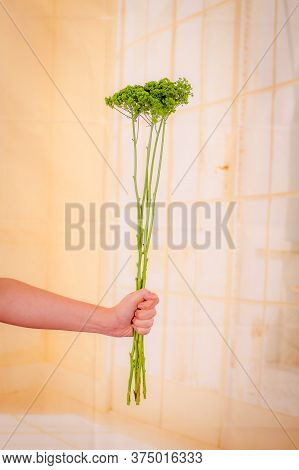 Women Hand Holding A Bouquet Of Green Trachelium Summer Flowers Variety, Studio Shot, Green Flowers