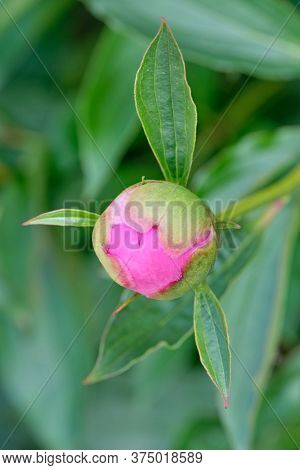 Pink Peonies In The Bud. Pink Peony Macro Photo. Burgundy Peony Flower. Closeup Of Pink Peonies In T