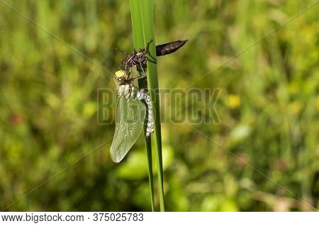 Dragonfly - Odonata On A Blade Of Grass Hatches From A Pupa. In The Background Is A Meadow With A Bl