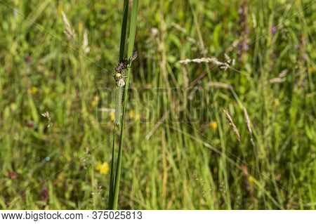 Dragonfly - Odonata On A Blade Of Grass Hatches From A Pupa. In The Background Is A Meadow With A Bl
