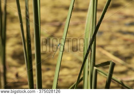 Blue Dragonfly - Odonata In Its Natural Habitat On The Pond.