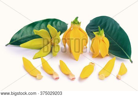 Yellow Aroma Flower Ylang Ylang Or Ilang Ilang (cananga Odorata). Fragrance Flower For Extract Aroma