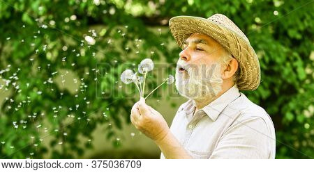 Elderly Man In Straw Summer Hat. Happy And Carefree Retirement. Lonely Grandpa Blowing Dandelion See