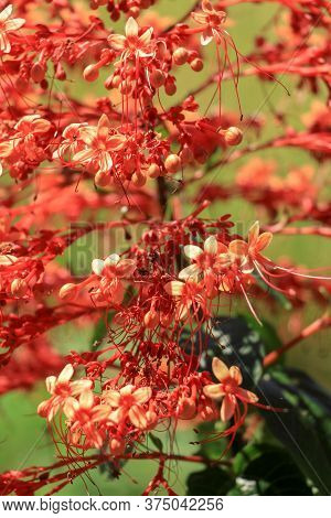 Close Up Red Flowers Of Clerodendrum Paniculatum Or Pagoda Flower Taken In Bali, Indonesia