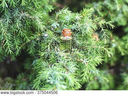 Small Bottle With Juniper Oil On A Background Of Green Juniper Tree. The Concept Of The Use Of Junip