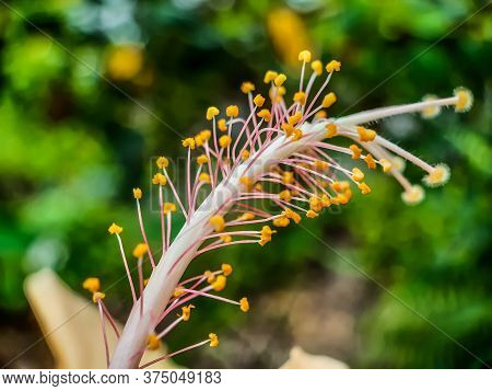 The White Flower Is On The Green Tree, It Is Known As The Jaba Flower Of India. It Is A Flower Garde