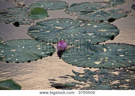 Purple Lotus Flower po večerní déšť
