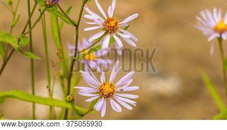 Beautiful Close Up Of A Purple 'october Skies' (symphyotrichum Oblongifolium) Daisy Flower.