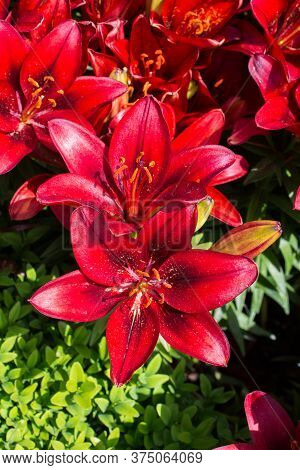 Blooming Beautiful Fresh Lily Flowers In View
