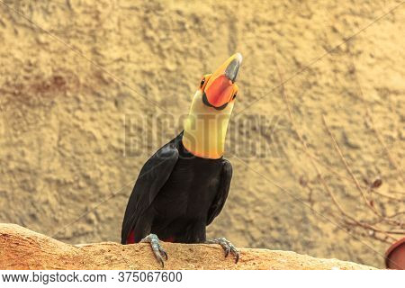 South American Common Toco Toucan. Ramphastos Toco Species, Resident In South America, And Amazon Fo