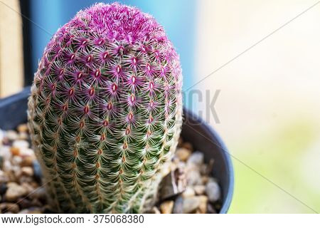 Marco Close Up Rainbow Hedgehog Cactus Or Echinocereus Rigidissimus (engelm.) Rose Or Arizona Cactus