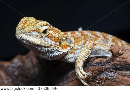 Red Leatherback Smooth Bearded Dragon (pogona Vitticeps) Australian Lizard Standing On Wood Isolated
