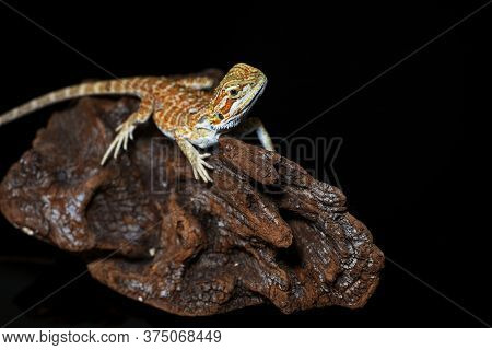 Red Leatherback Smooth Bearded Dragon (pogona Vitticeps) Australian Lizard Standing On Wood Isolated