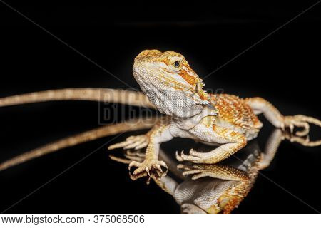 Red Leatherback Smooth Bearded Dragon (pogona Vitticeps) Australian Lizard Standing On Isolated Blac