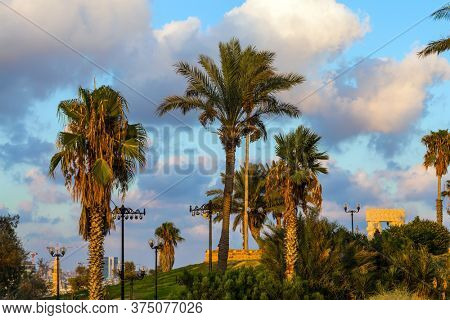 Palm trees on the hill 