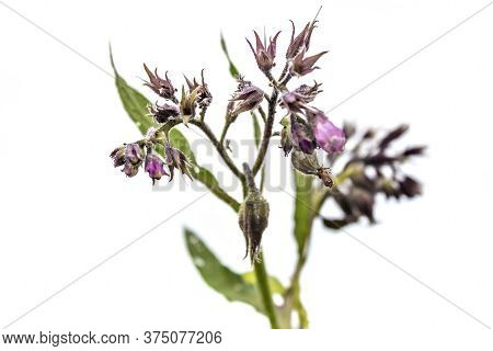 Healthy Comfrey Flowers With Leaves (symphytum Officinale) On White Background. Comfrey Is Used In O