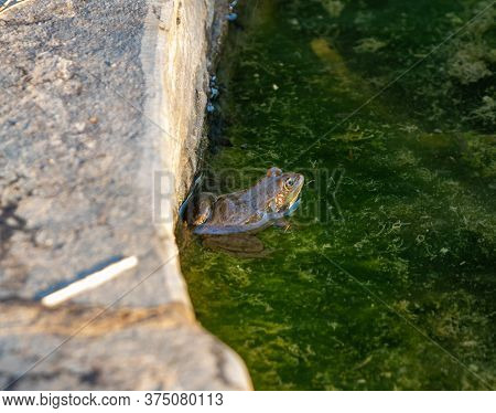 Amphibian River Frog Sits In The Morning On The River Bank In The Golan Heights, In Northern Israel