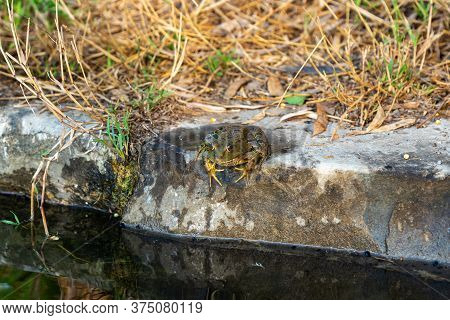 Amphibian River Frog Sits In The Morning On The River Bank In The Golan Heights, In Northern Israel