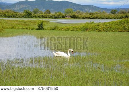 A White Swan Swimming In The Waters Of The Isola Della Cona Wetland Nature Reserve In Friuli-venezia