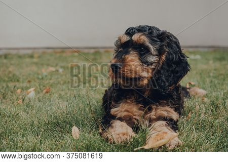 Portrait Of A Two Month Old Cockapoo Puppy Relaxing On A Grass In The Garden, Selective Focus.