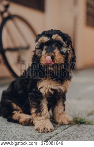 Portrait Of A Two Months Old Cockapoo Puppy Sitting On The Patio, Licking Its Nose, Selective Focus 