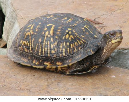 ボックスのカメ