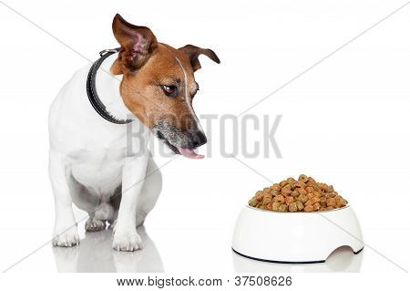Cão tigela refeição com fome comer