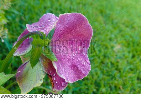 Beautiful Purple Flower In A Green Garden