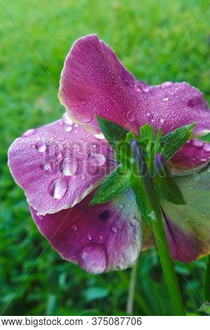 Beautiful Purple Flower In A Green Garden
