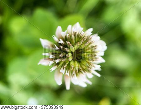 One White Flower On The Green Background