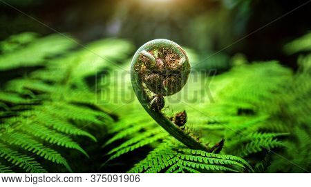 Spoil Of Rainforest Tree With New Nerve Of Top Tree To Groeing In Real Nature