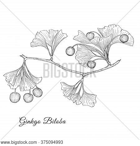 Ginkgo Biloba Tree Branch Isolated On White
