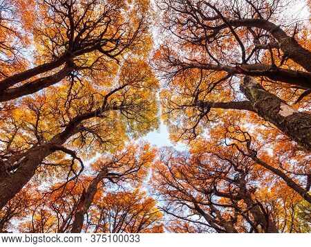 Golden Forest Trees Near The Fitz Roy In Autumn. Fitz Roy Is A Mountain Located Near El Chalten In T