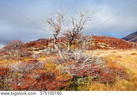 Indian Summer Forest Near The Fitz Roy In Autumn. Fitz Roy Is A Mountain Near El Chalten In Patagoni