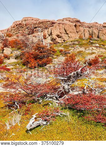 Indian Summer Forest Near The Fitz Roy In Autumn. Fitz Roy Is A Mountain Near El Chalten In Patagoni