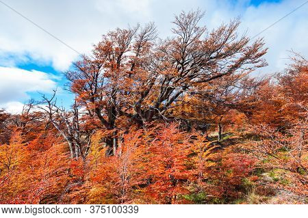 Golden Forest Trees Near The Fitz Roy In Autumn. Fitz Roy Is A Mountain Located Near El Chalten In T
