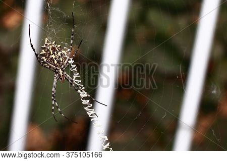 Spider With Beautiful Eyes Close-up. Insect Macro Shot.