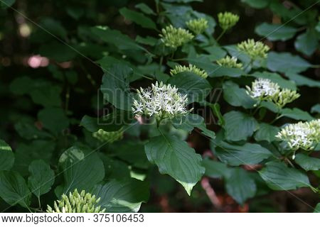 Cornus Controversa In Bloom In The Arboretum
