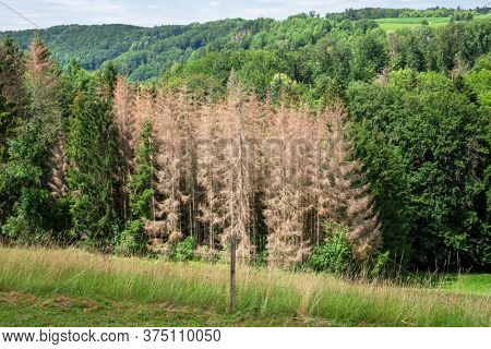 An image of a forest dieback in south Germany