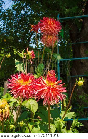 The Large Flowers And Buds Of An Aitara Bronwyn Dahlia. This Herbaceous Fimbriated Laciniated Perenn