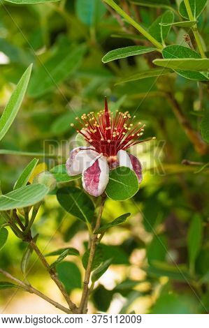 Flowers On A Acca Sellowiana, An Evergreen, Perennial Shrub Or Small Tree. Also Called Feijoa, Pinea